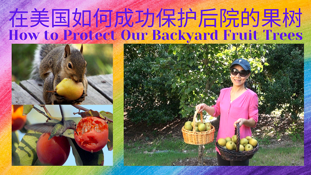 63 Protect Fruit Trees-f0120c54