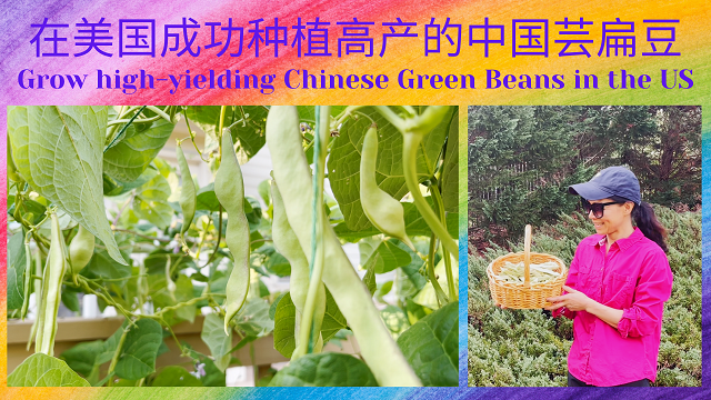 65 Chinese Green Beans-174123e1